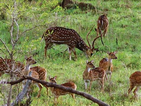 Why are feral deer populations still protected?