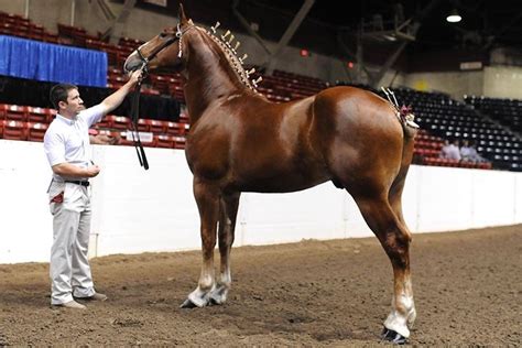 Belgian Draft Horse Corporation | Colors and Markings