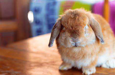 Holland Lop Rabbit - Complete Breed Guide & Top Facts