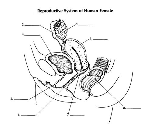 Quiz: Reproductive System Of Female | Female reproductive anatomy ...