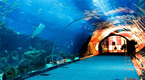 Contact of Dubai Aquarium customer service (phone, address)