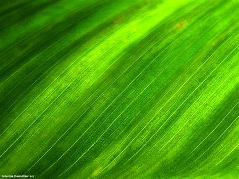 Free photo: Green leaves background - Art, Backdrop, Tree - Free ...