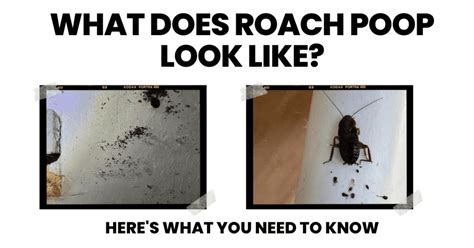 Cockroach Poop: What Does It Look Like?