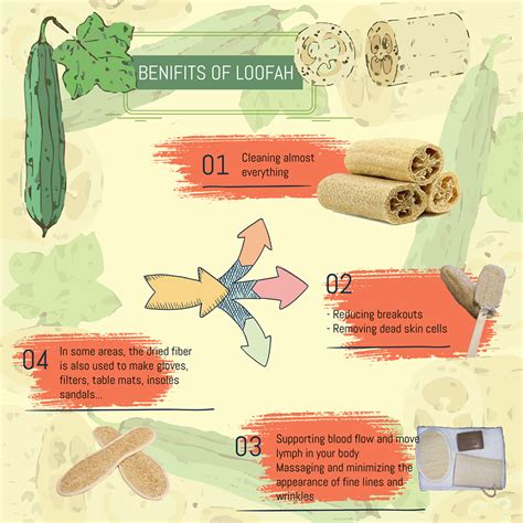 Luffa Benefits - SAM Vegetable