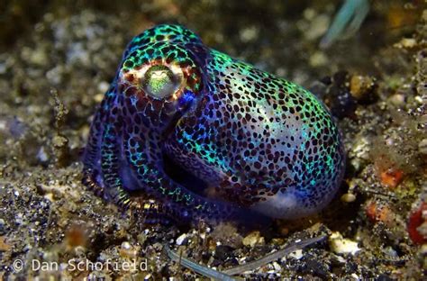 Bobtail Squid in Lembeh Strait, North Sulawesi - Two Fish Divers