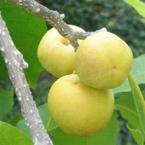 Polynesian Produce Stand : ~Cochitzapotl~ Casimiroa edulis White Sapote ...