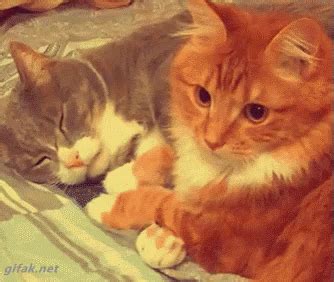 Cat Hugs GIF - Cat Hugs Snuggle - Discover & Share GIFs