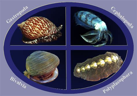 Phylum Mollusca - Zoology