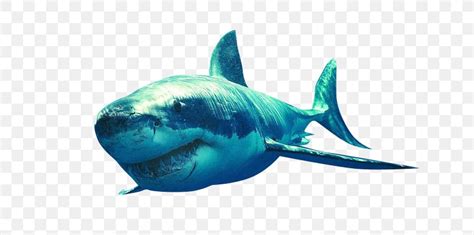 Shark Bruce Clip Art, PNG, 693x408px, Shark, Blue, Bruce, Cartilaginous ...