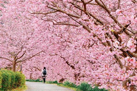 6 Best Places to See Cherry Blossoms in Japan | Zicasso