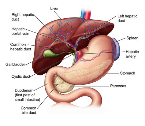 Liver: Anatomy and Functions | Johns Hopkins Medicine