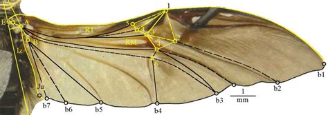 Beetle Wings Anatomy