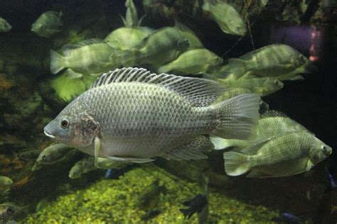 Mozambique tilapia photo and wallpaper. Cute Mozambique tilapia pictures