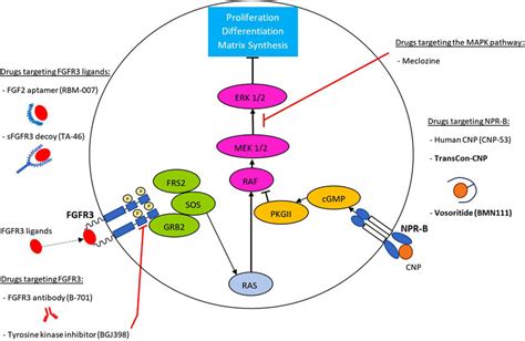 Drugs in development for the treatment of achondroplasia. Depicted is a ...