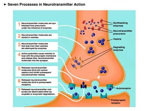 Pharmacology 101: An Overview of Beta Blockers — tl;dr pharmacy