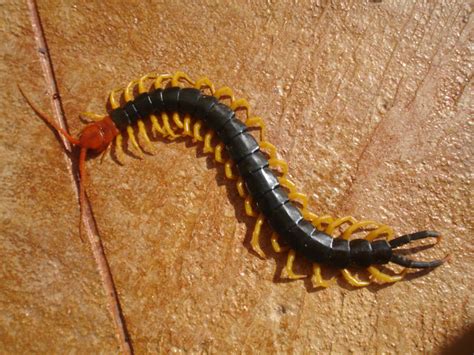 Texas red headed centipede by BANanered on DeviantArt