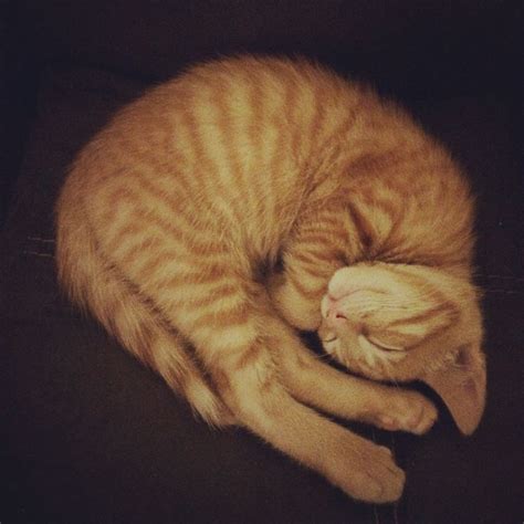 Curled up kitten