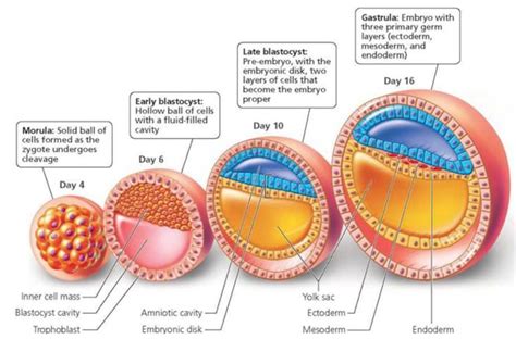 Gastrula Diagram