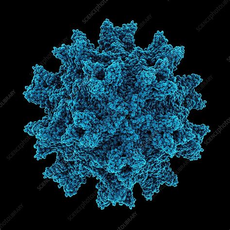 Infectious bursal disease virus particle - Stock Image - M050/1367 ...