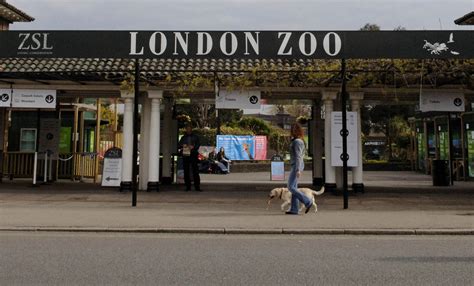 London Zoo: Escaped Gorilla Back in Enclosure; No One Hurt - Bloomberg