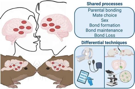 Biology | Free Full-Text | The Neurobiology of Love and Pair Bonding ...