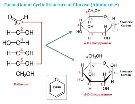 What Type of Isomers Are Glucose and Fructose