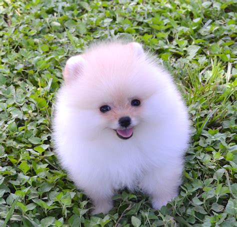 White Poms | Dee Dee's Pomeranians