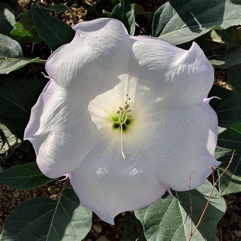 Is this a datura flower? I found this growing in my backyard last year ...