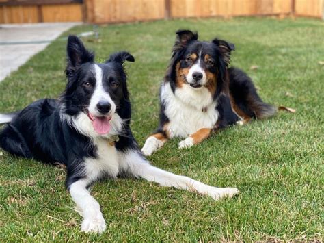 The Border Collie Australian Shepherd Mix: A Smart, Energetic Herding ...