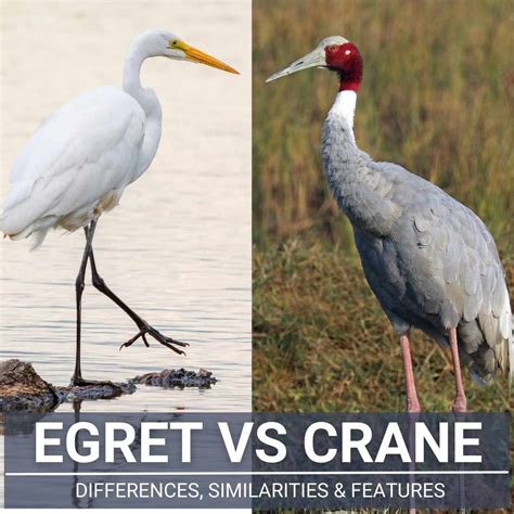 Egret Vs Crane - A Guide To Differences And Similarities