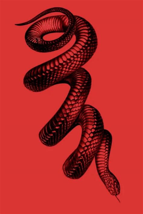 Red and Black Snake Wallpapers - Top Free Red and Black Snake ...