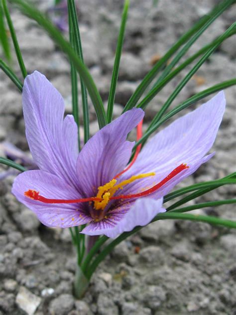 Crocus sativus (Saffron Crocus) - World of Flowering Plants