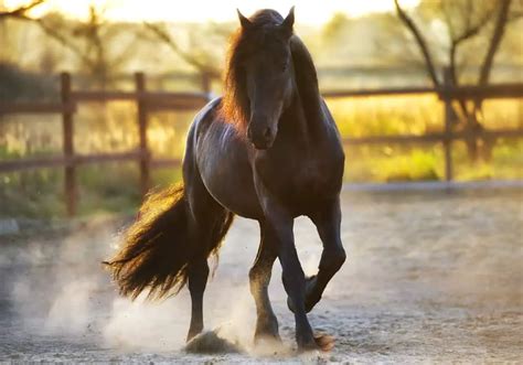 Friesian Horse Breed: Care, Cost & History (2024) | Horses Only