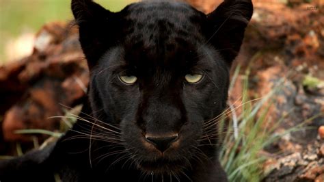 “Dressed In Black” Amazing Photos of Black Animals | Animal Silo