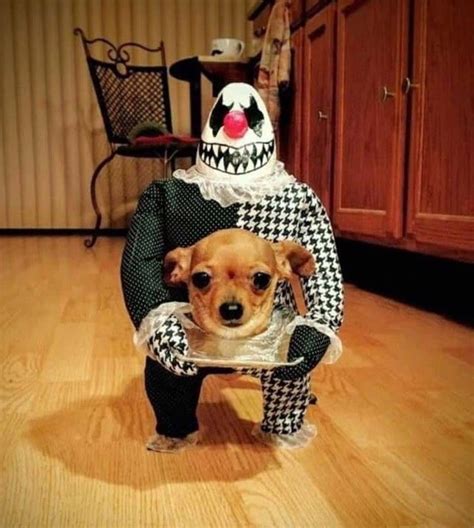 Interestingly creepy Halloween costume for a dog! : pics