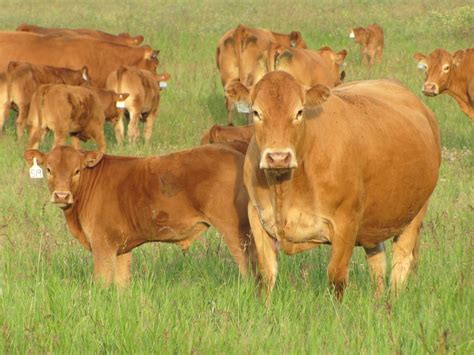 Limousin Cattle – Garrison Limousin