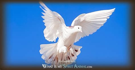 Dove Symbolism & Meaning | Spirit, Totem & Power Animal