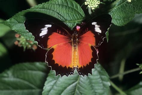 Red Lacewing Butterfly Photograph by M F Merlet/science Photo Library ...