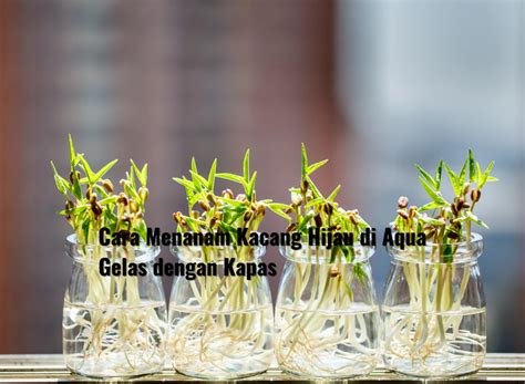 Cara Menanam Kacang Hijau Di Aqua Gelas Dengan Kapas