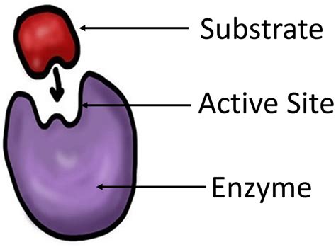 Enzyme - Key Stage Wiki