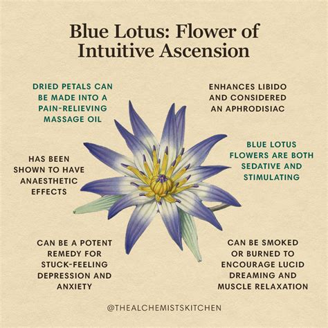 Blue Lotus: Flower of Intuitive Ascension - The Alchemist's Kitchen ...