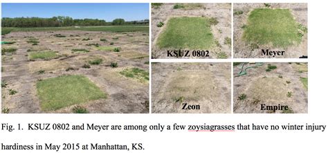 Zoysia Japonica Vs Zoysia Matrella