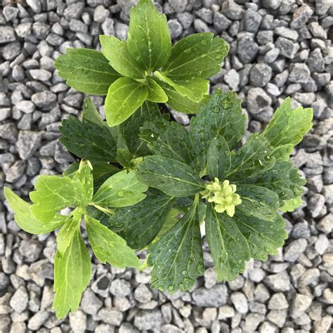 Pachysandra terminalis - Japanese Spurge (3.5" Pot) | Little Prince To Go