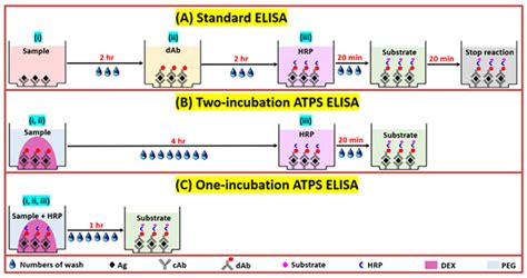 One-incubation one-hour multiplex ELISA enabled by aqueous two-phase ...