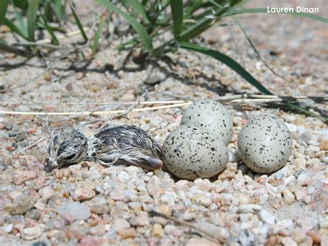 Piping Plover - Nest, Eggs, Chicks | Tern and Plover Conservation ...