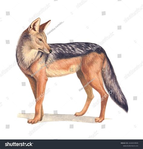 Jackal On White Background Photos and Images