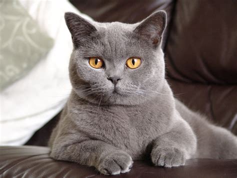 British Shorthair | Beautiful cats, British shorthair cats, Cute cats