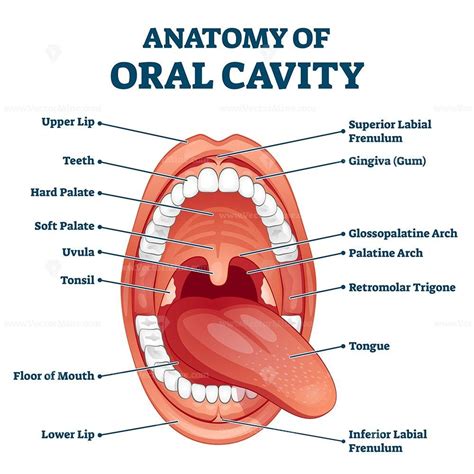 Oral cavity anatomy with educational labeled structure vector illustration