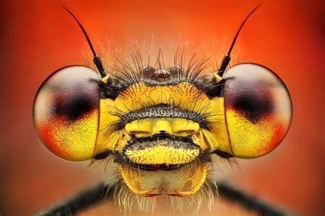 Macro Insect Eyes Amazing Macro Photography, Macro Photography Insects ...