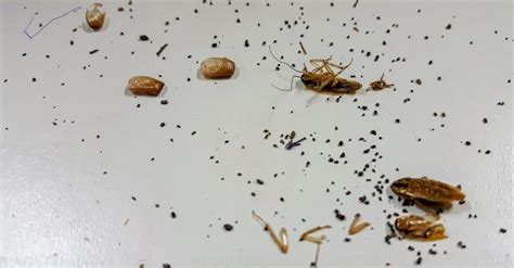 Insect Droppings In House